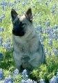 Selly sitting in Blue Bonnets